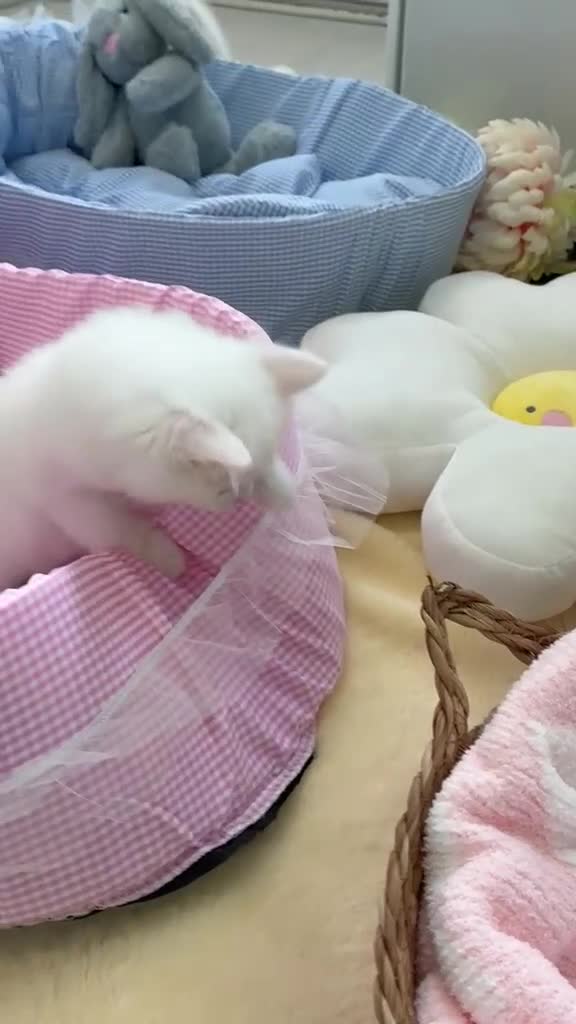 Munchkin cats for sale: Turkish Angora x Munchkin male and female  - Video 1