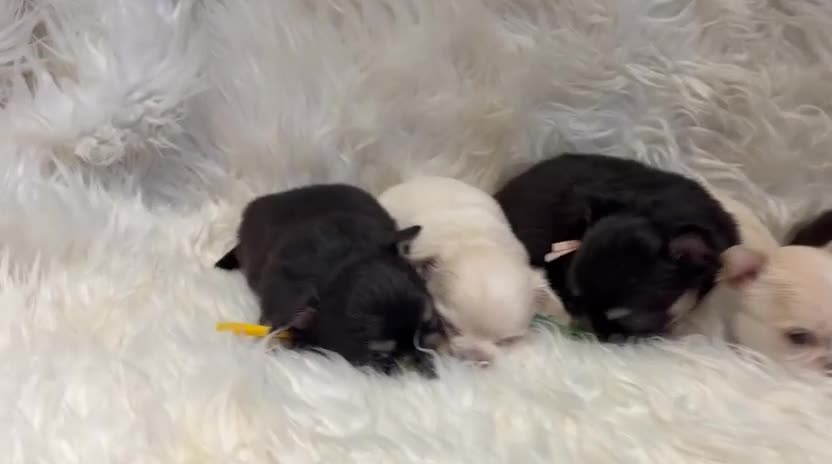 Chihuahua dogs for sale: 🐾 TINY KC registered Chihuahua puppies 🐾 - Video 1