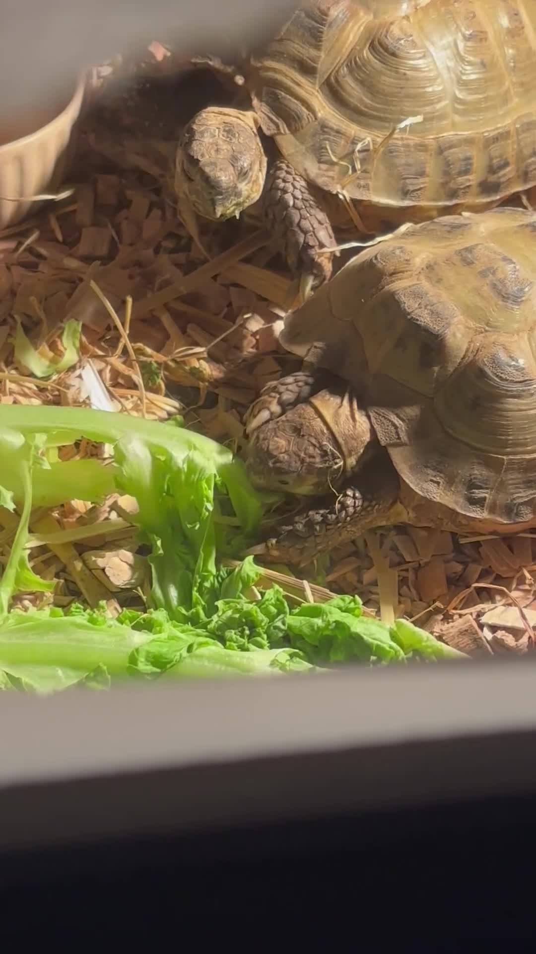 Tortoise reptiles for sale: 2x horsefield tortoises  in Northallerton - Video 1