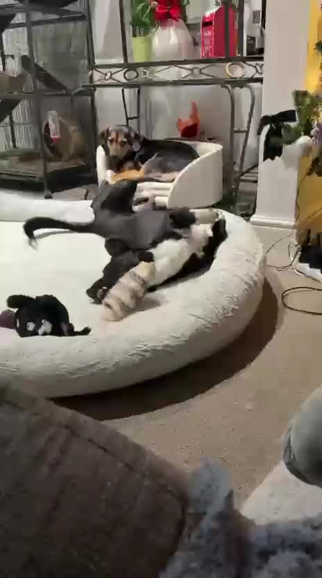 Mixed Breed dogs for adoption: Lovely lily is ready for her forever home - Video 4