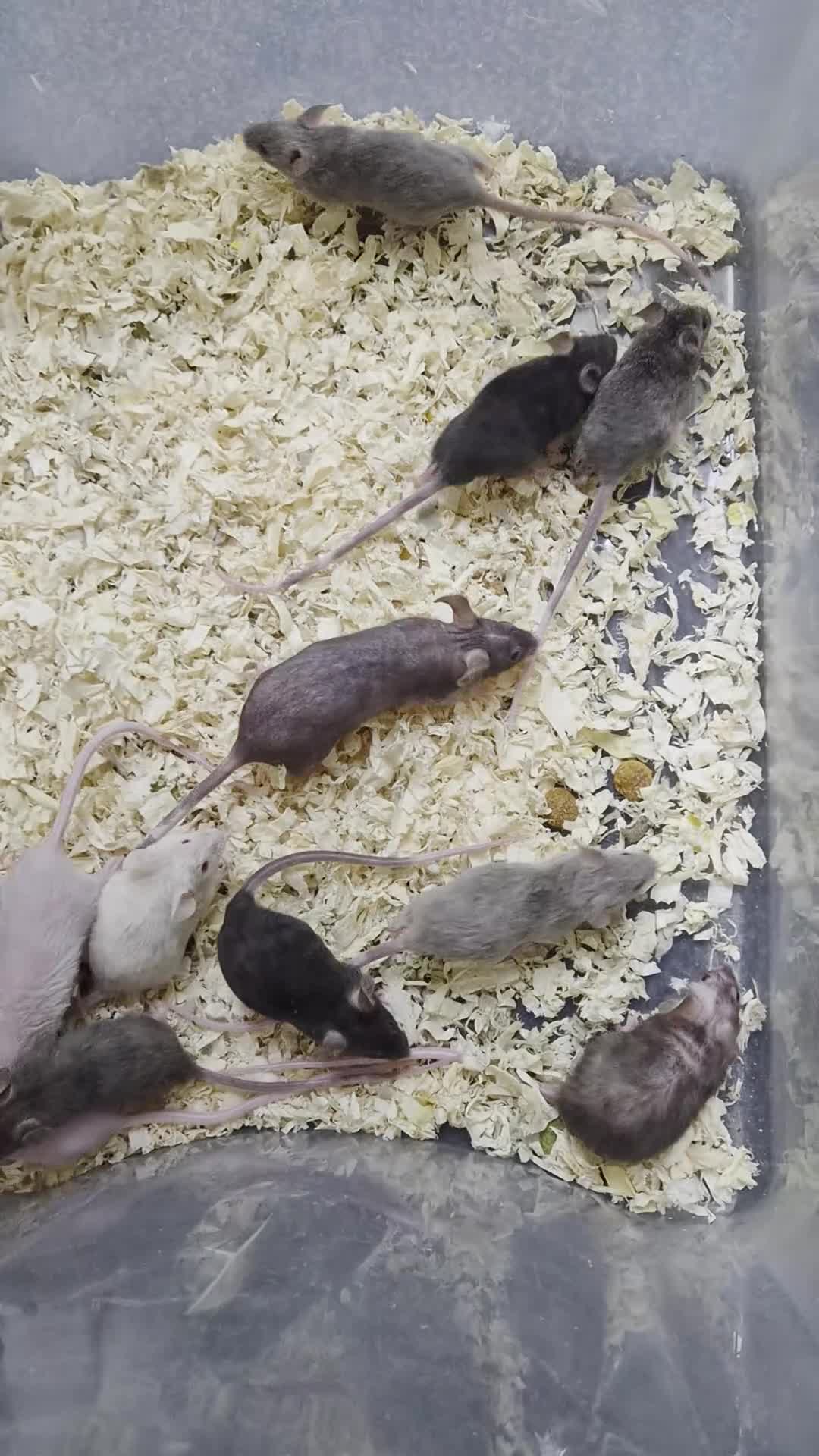 Mouse rodents for sale: Fancy pet mice for sale £8 each  in Manchester - Video 1