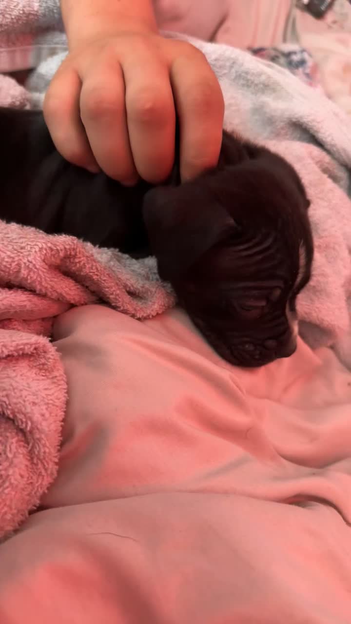 Mixed Breed dogs for sale: Staffy X Cane Corso Puppies - Video 1