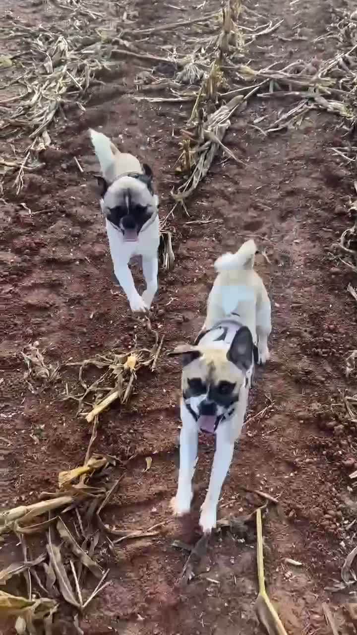 Jug dogs for sale: Father & Son Jugs - Video 1