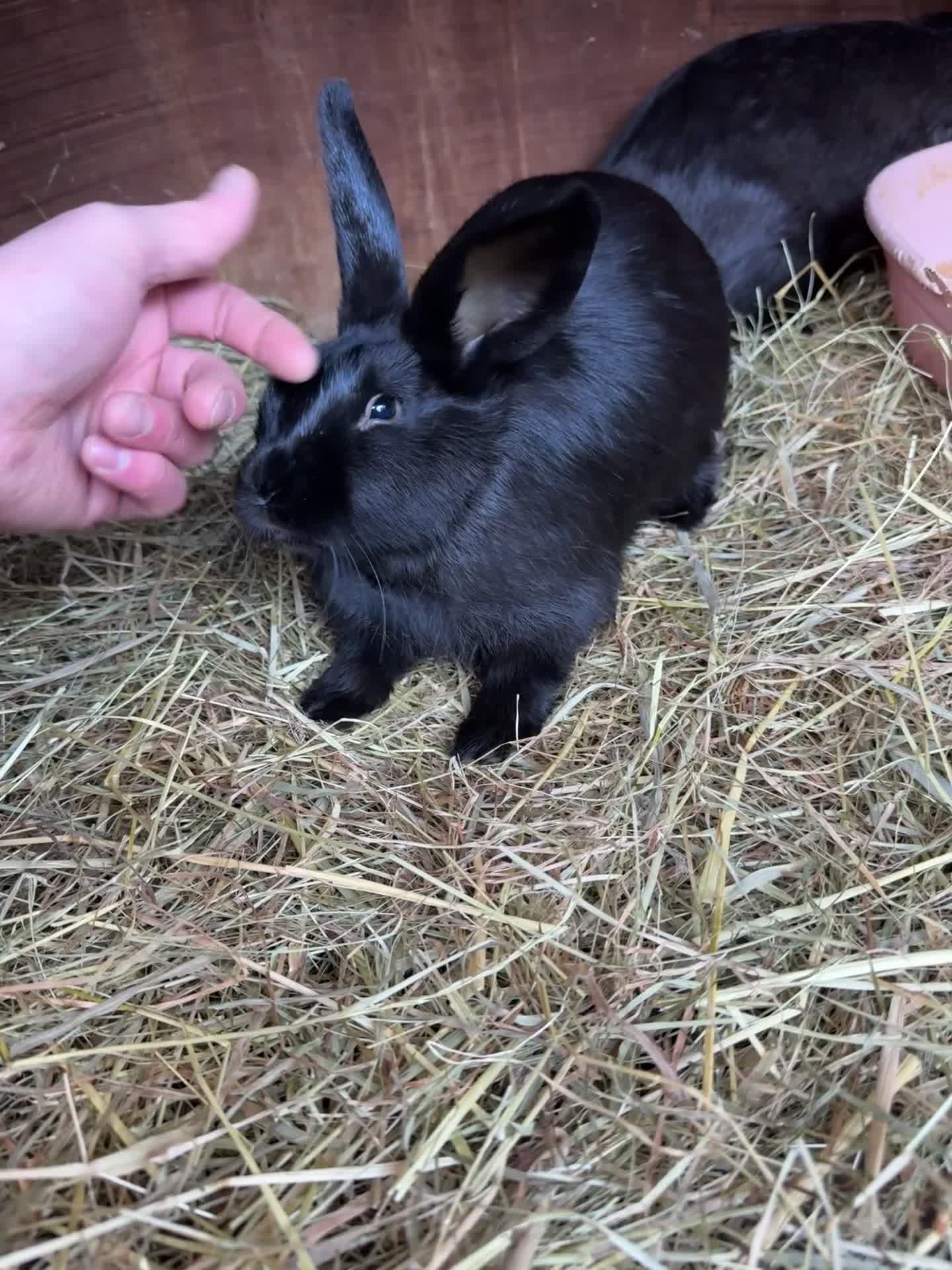 Mixed Breed rabbits for sale: Baby rabbits  - Video 1