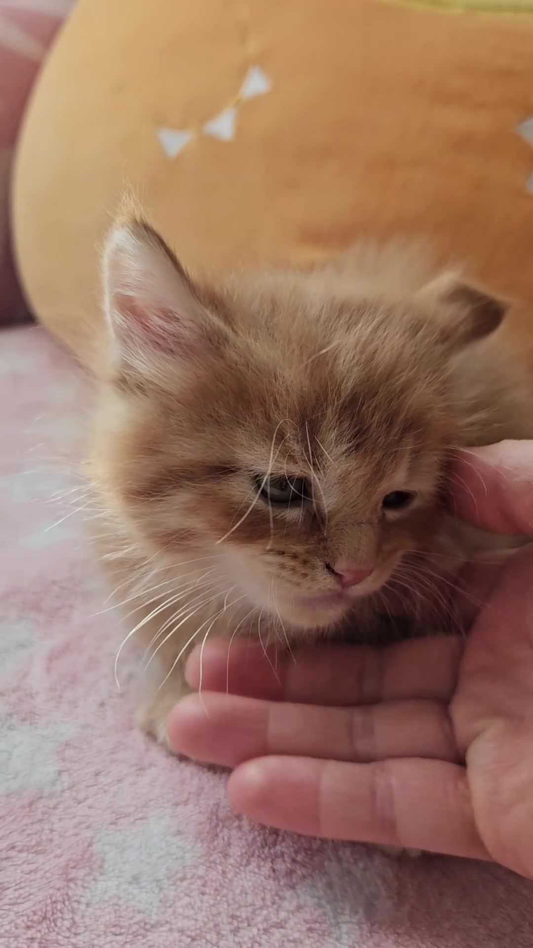 Mixed Breed cats for sale: Beautiful ginger mix long hair maine coon kittens - Video 3