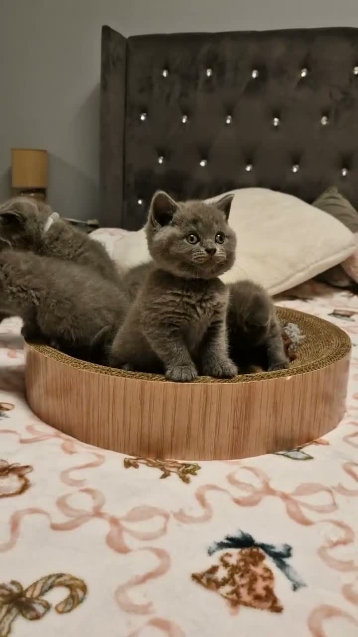 British Shorthair cats for sale: 5 gorgeous British shorthair kittens  - Video 1
