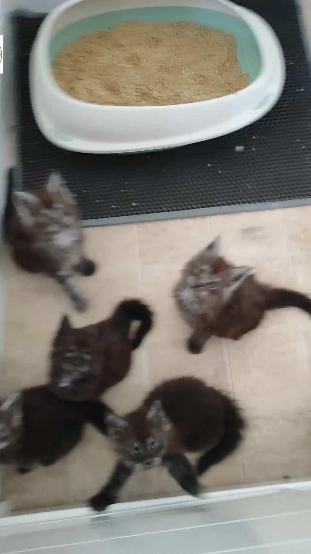 Maine Coon cats for sale: Absolutelly gorgeous kittens  - Video 1