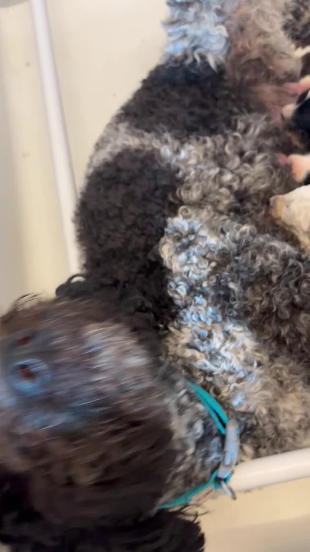 Sheepadoodle dogs for sale: Midi Size Sheepadoodle Medium  - Video 2