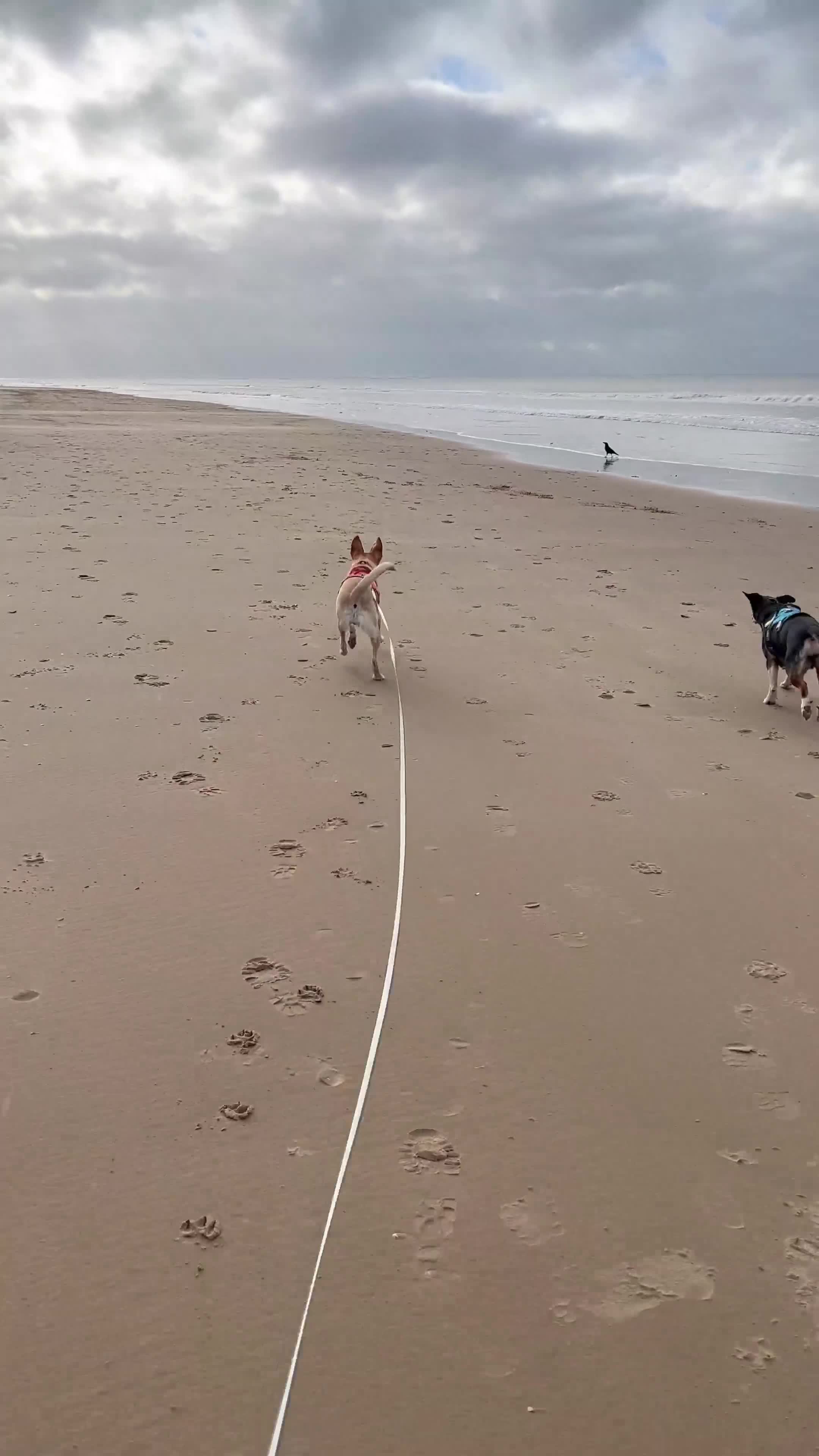 Mixed Breed dogs for adoption: Amber is looking for her forever home - Video 3