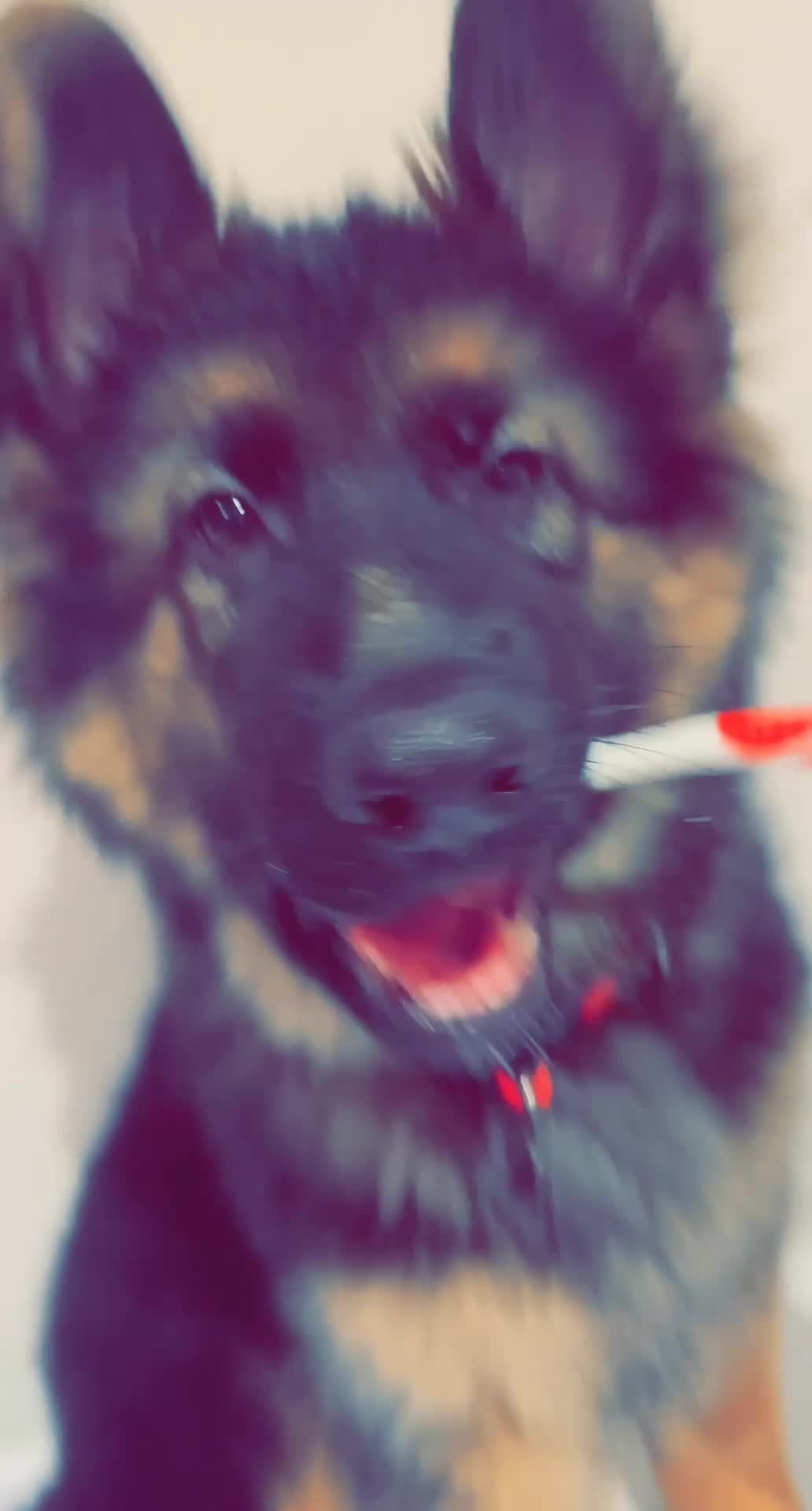 German Shepherd dogs for stud: Stud Available – Long-Haired German Shepherd - Video 4