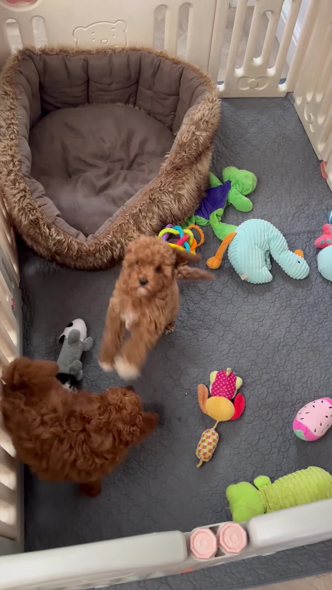 Cavapoo dogs for sale: Merlesque 5⭐️F1b curly teddy bear coats  - Video 3