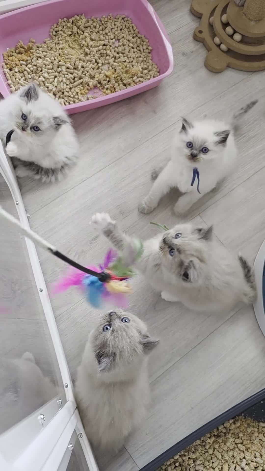 Ragdoll cats for sale: BEAUTIFUL MINK & BLUE MITTED KITTENS 😸  - Video 1