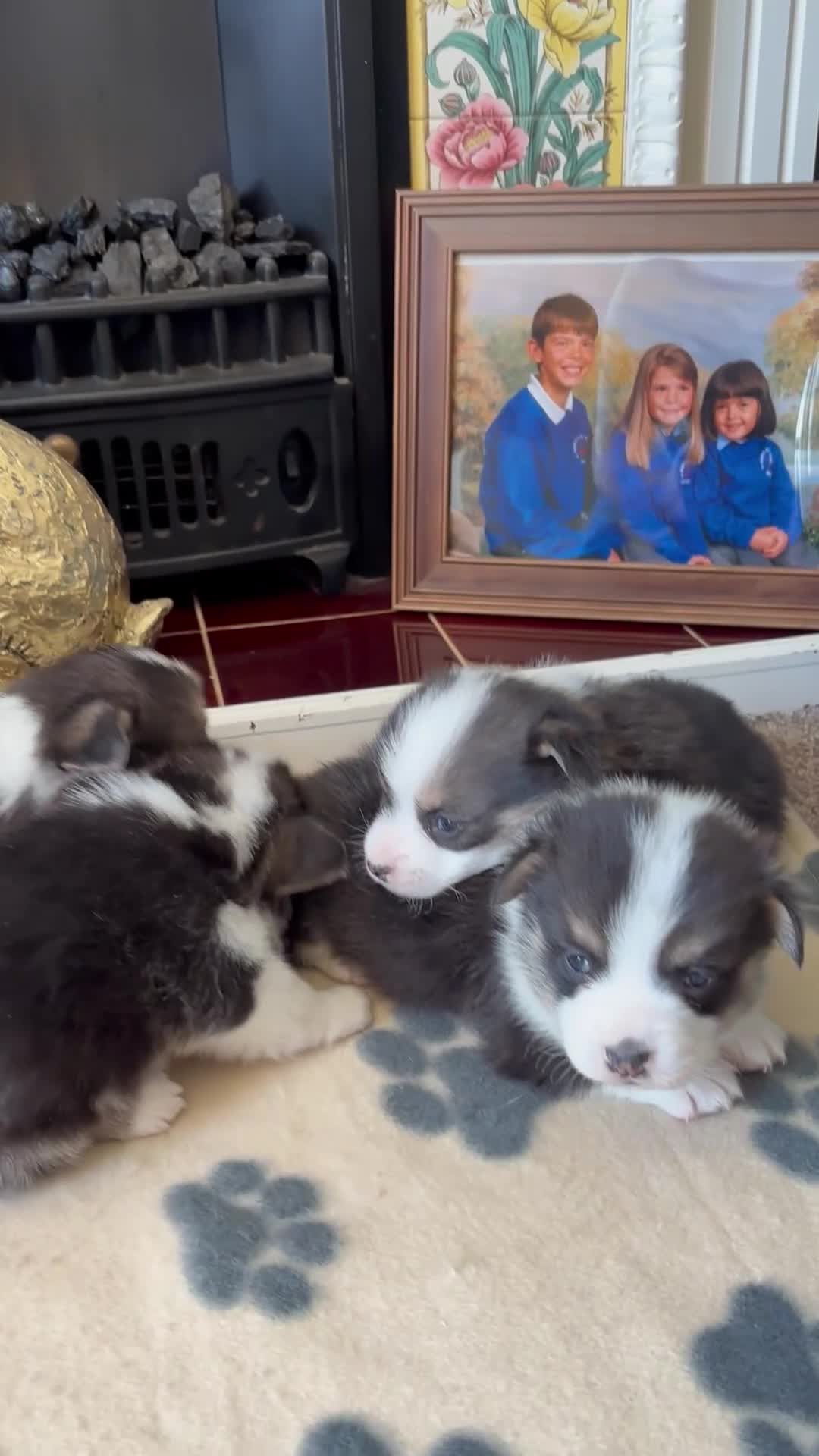 Welsh Corgi Pembroke dogs for sale: Fluffy puppies! - Video 4