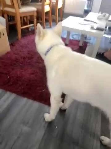 Japanese Akita Inu dogs for sale: Winnie, Japanese Akita - Video 1