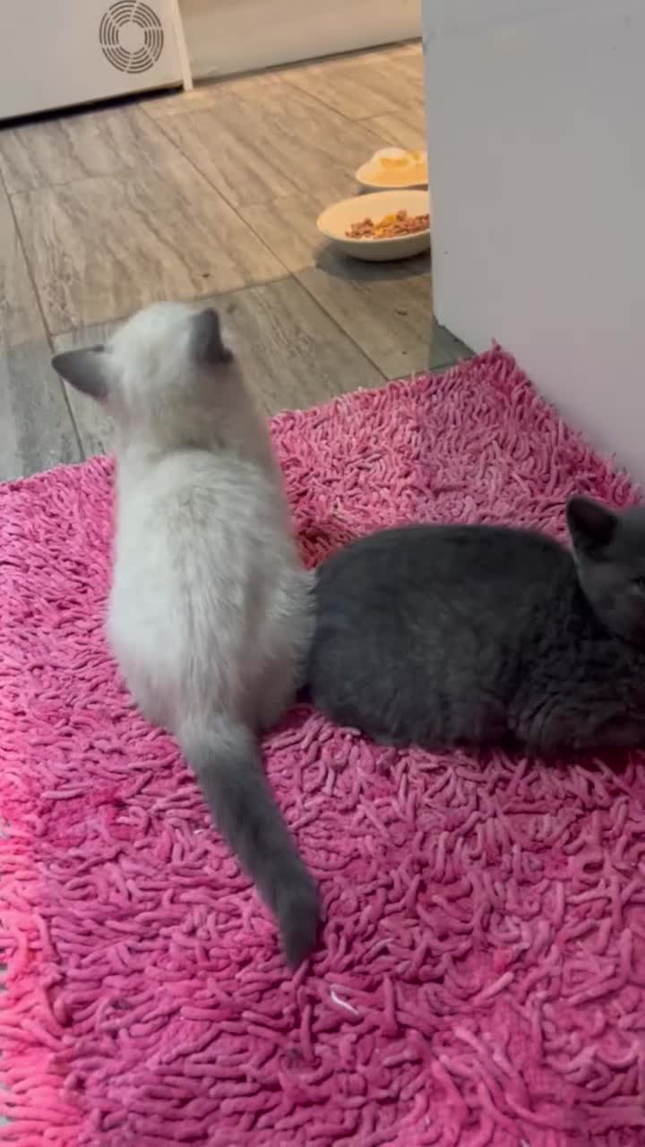 British Shorthair cats for stud: British short hair STUD duties only  in Hull - Video 5