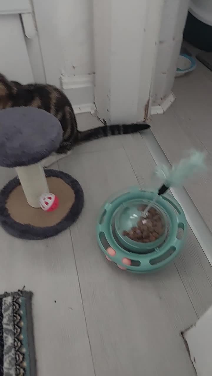 Mixed Breed cats for sale: Friendly Tabby Kitten Looking for a Loving Home - Video 1