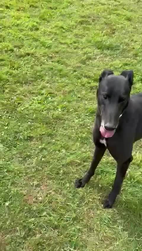 Greyhound dogs for sale: Caesar 💙 - Video 1