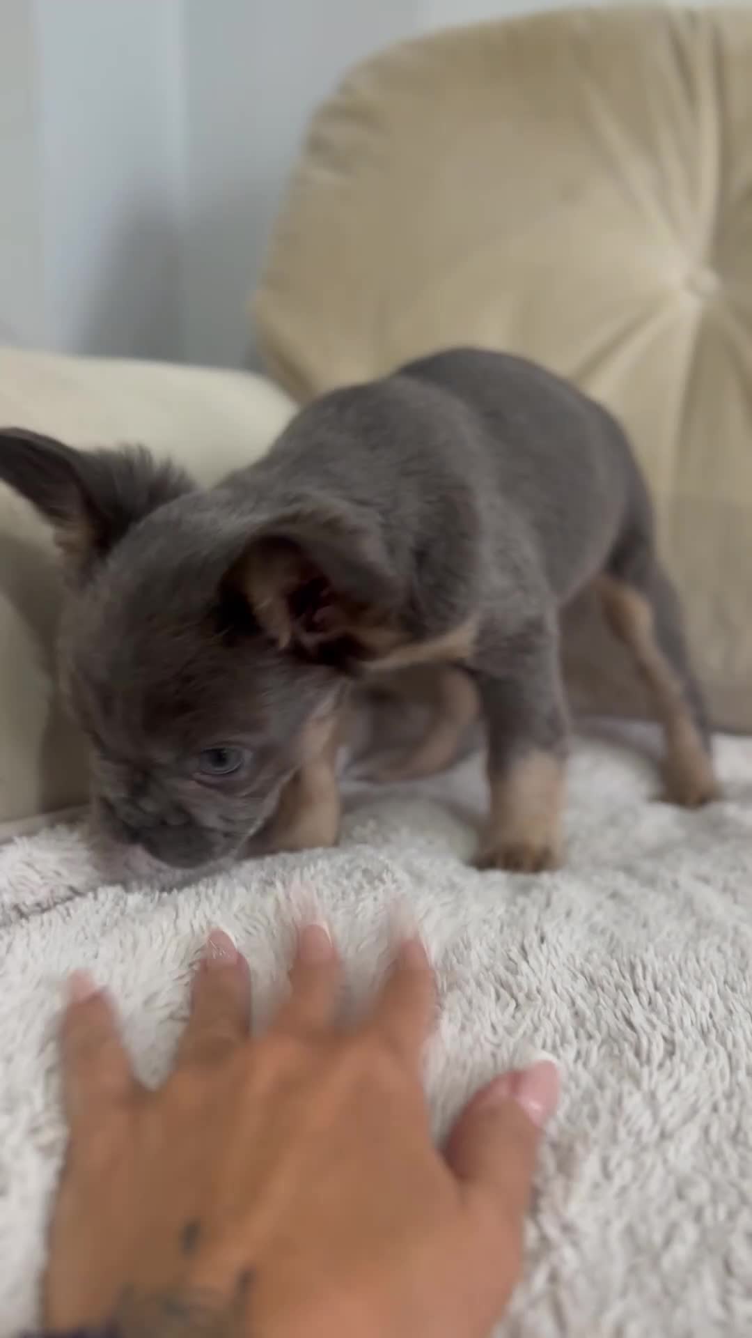 French Bulldog dogs for sale: *Full Fluffy KC Reg. Frenchie puppies* - Video 2