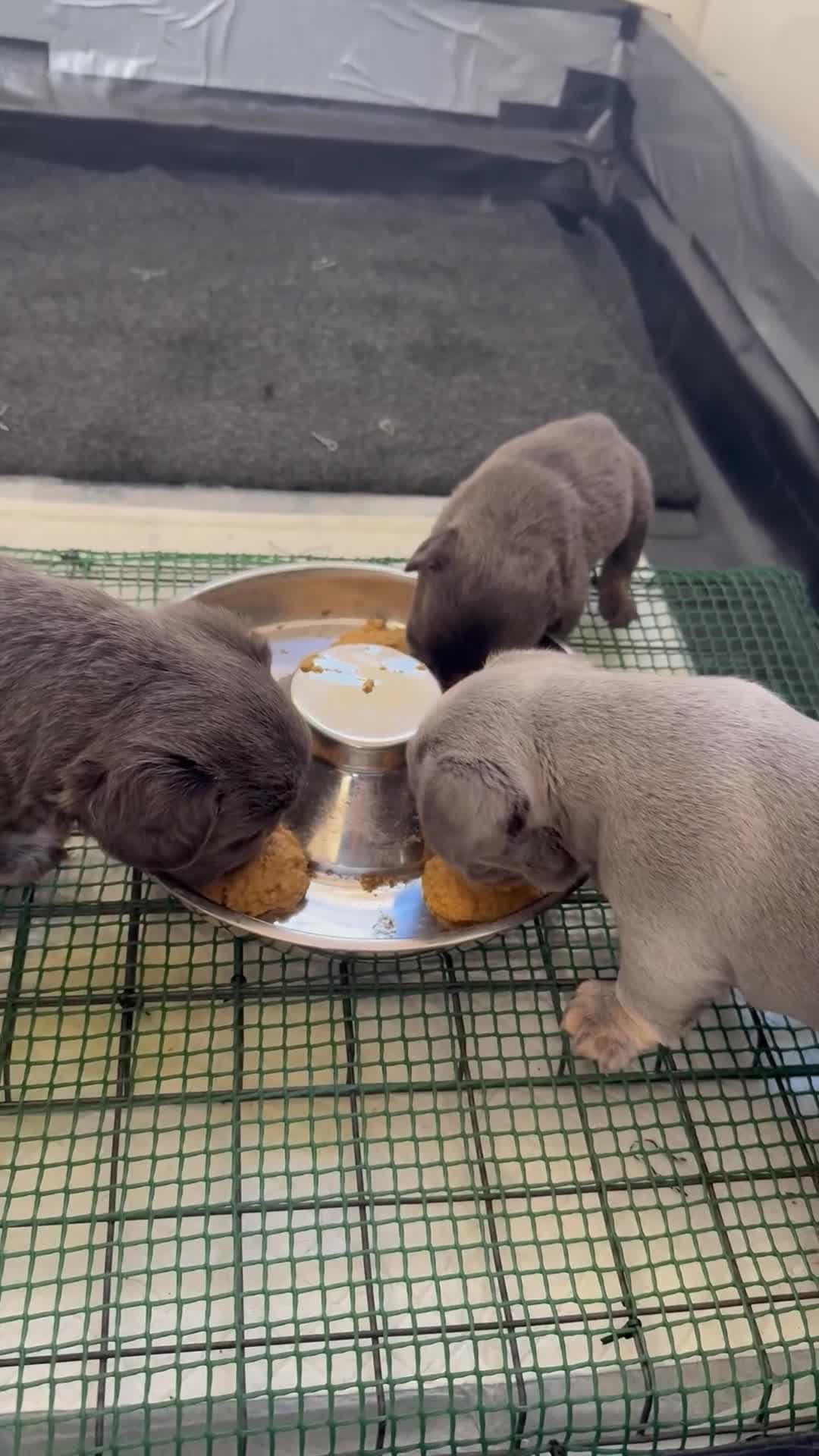 French Bulldog dogs for sale: Fluffy French bulldog puppies 🐶  - Video 3
