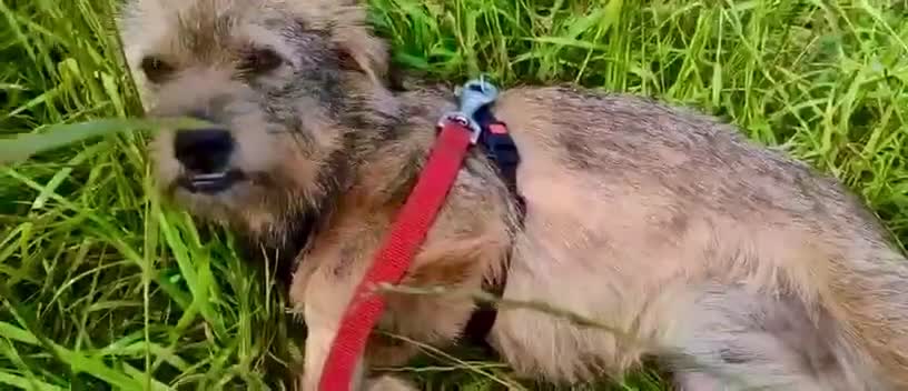 Norfolk Terrier dogs for adoption: Julie: The Little Terrier Who Fought to Stay Alive - Video 1