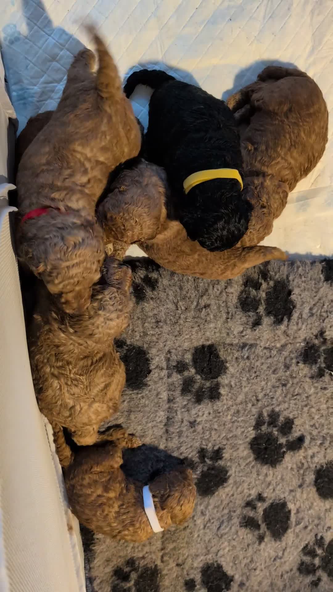 Cavapoo dogs for sale: Beautiful Cavapoo X toy poodle puppies  - Video 2