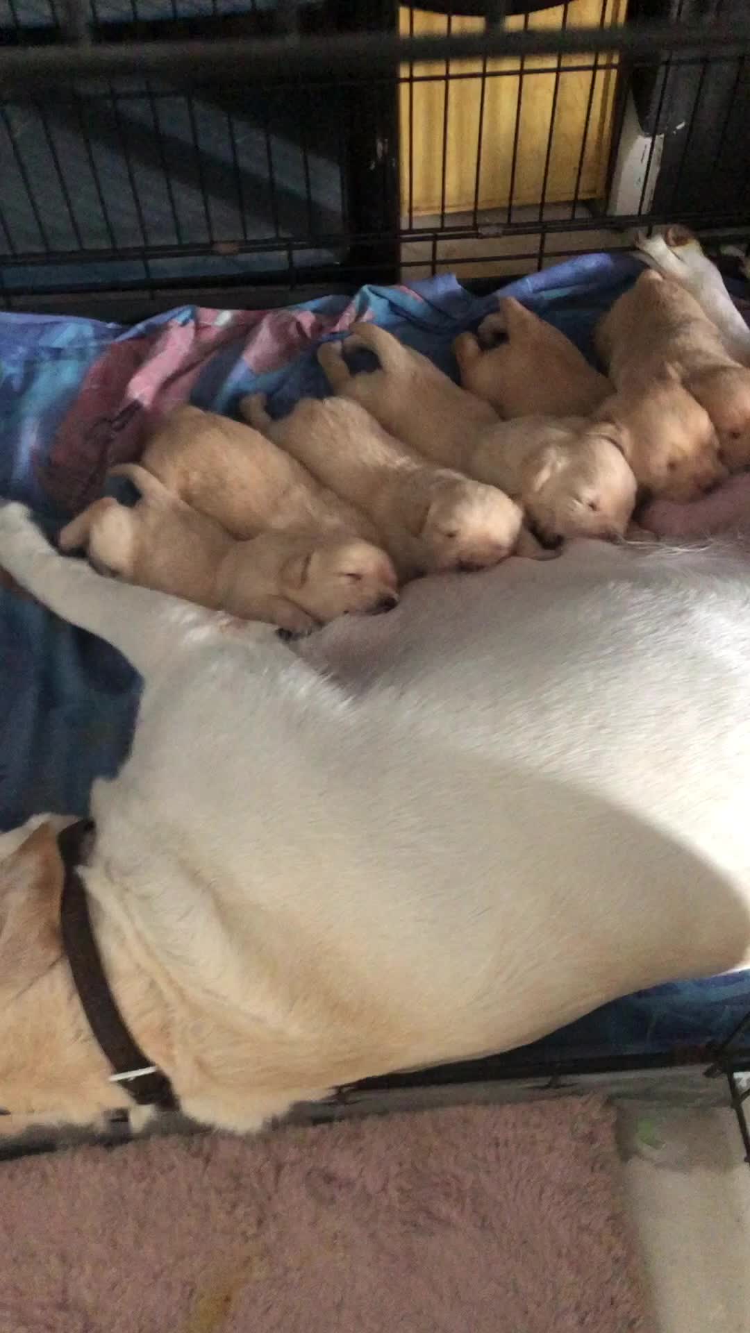 Labrador Retriever dogs for sale: Labrador pups - Video 1