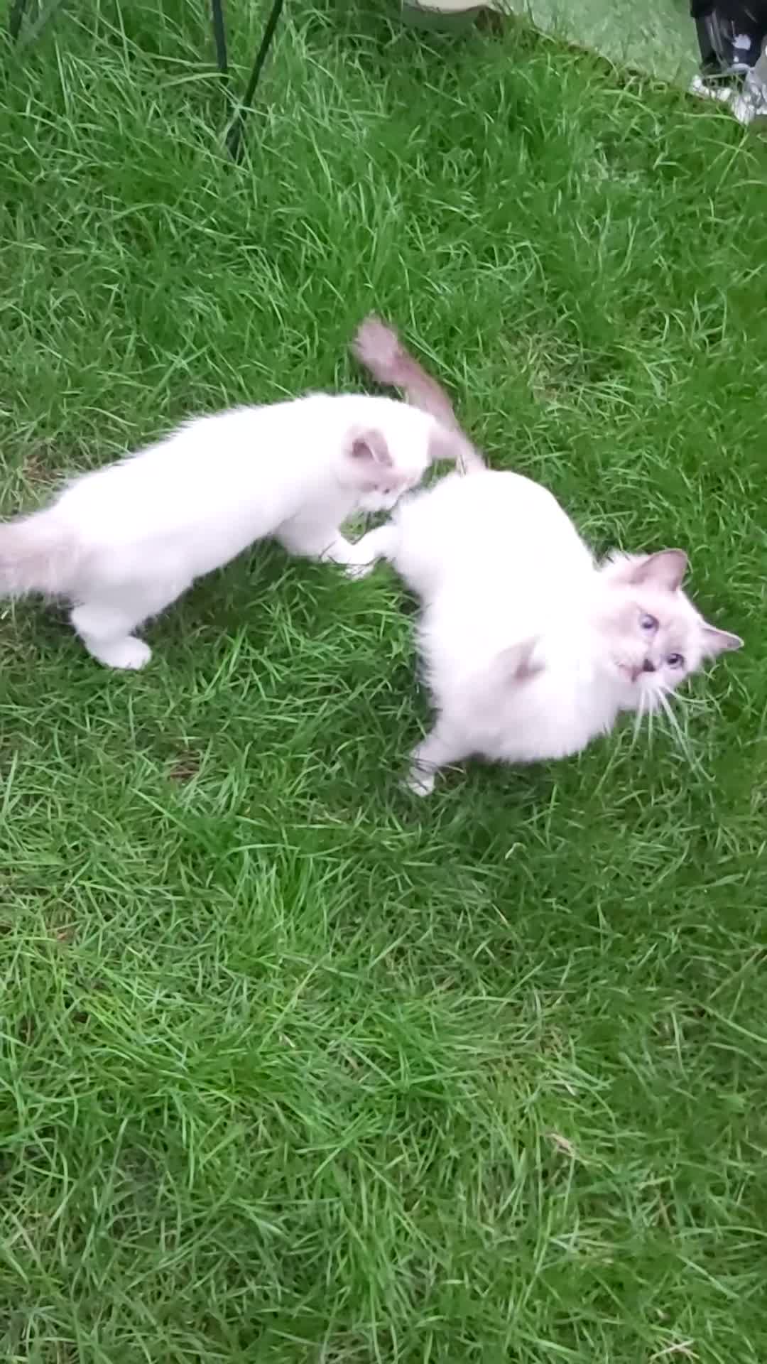 Ragdoll cats for sale: RAGDOLL BICOLOUR GIRL BLUE EYES READY NOW  - Video 4