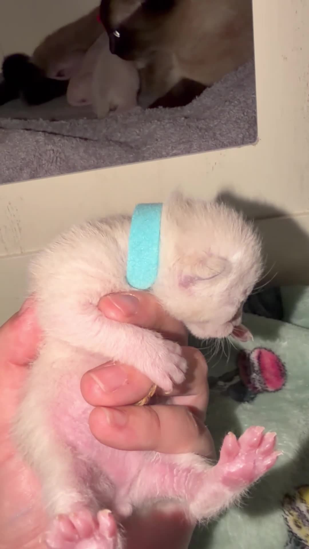 Mixed Breed cats for sale: Stunning Sphynx x ragdoll  - Video 4