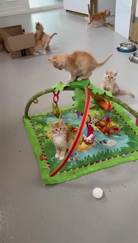 Maine Coon cats for sale: Red Maine coon female kittens, TICA reg - Video 1