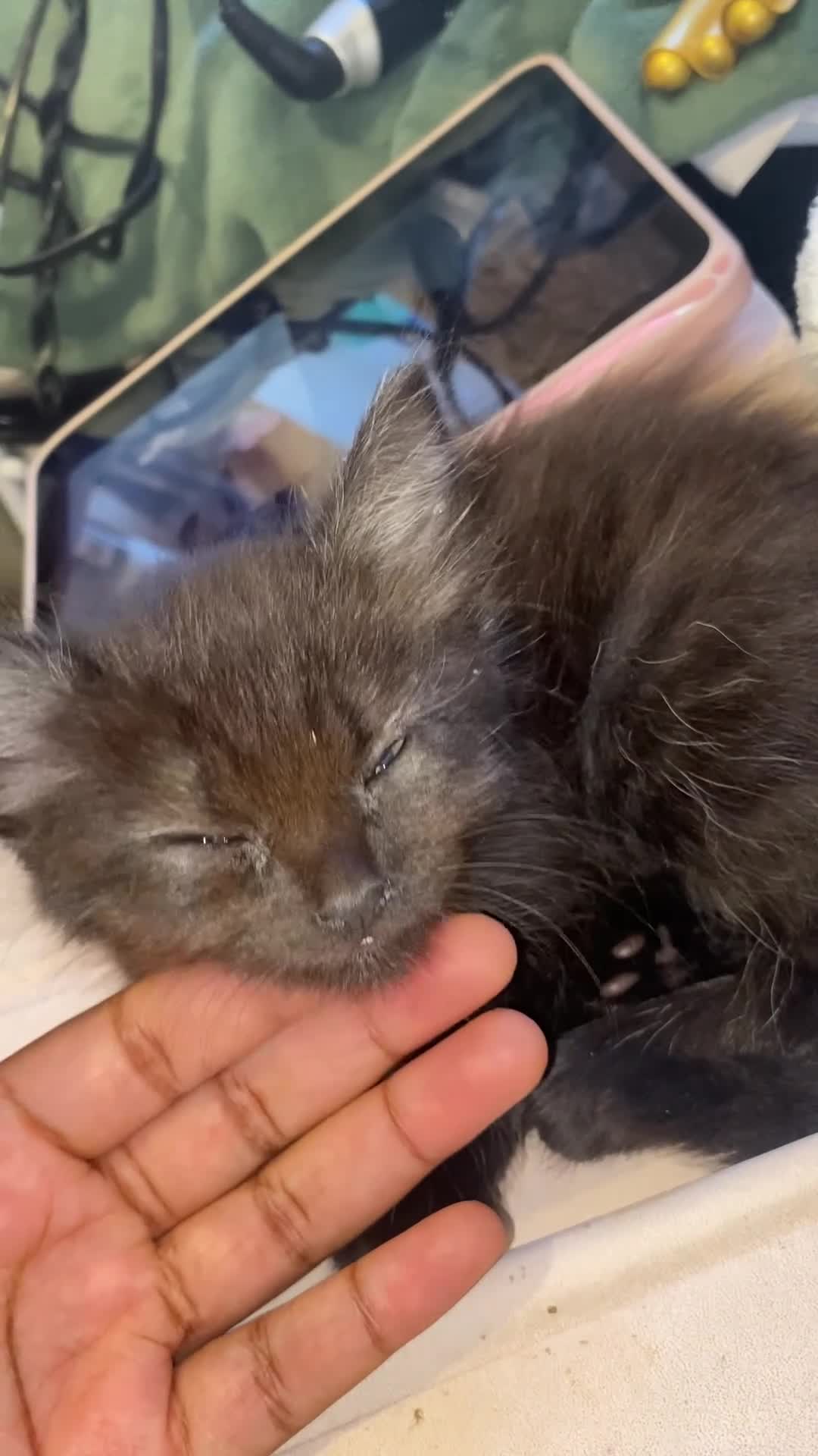 Mixed Breed cats for sale: 2 Kitten mixed with ragdoll for £70 in Oldham - Video 1