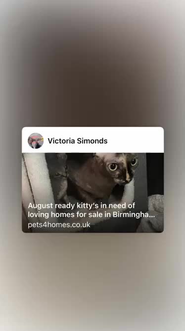 Sphynx cats for sale: August ready kitty’s in need of loving homes - Video 2