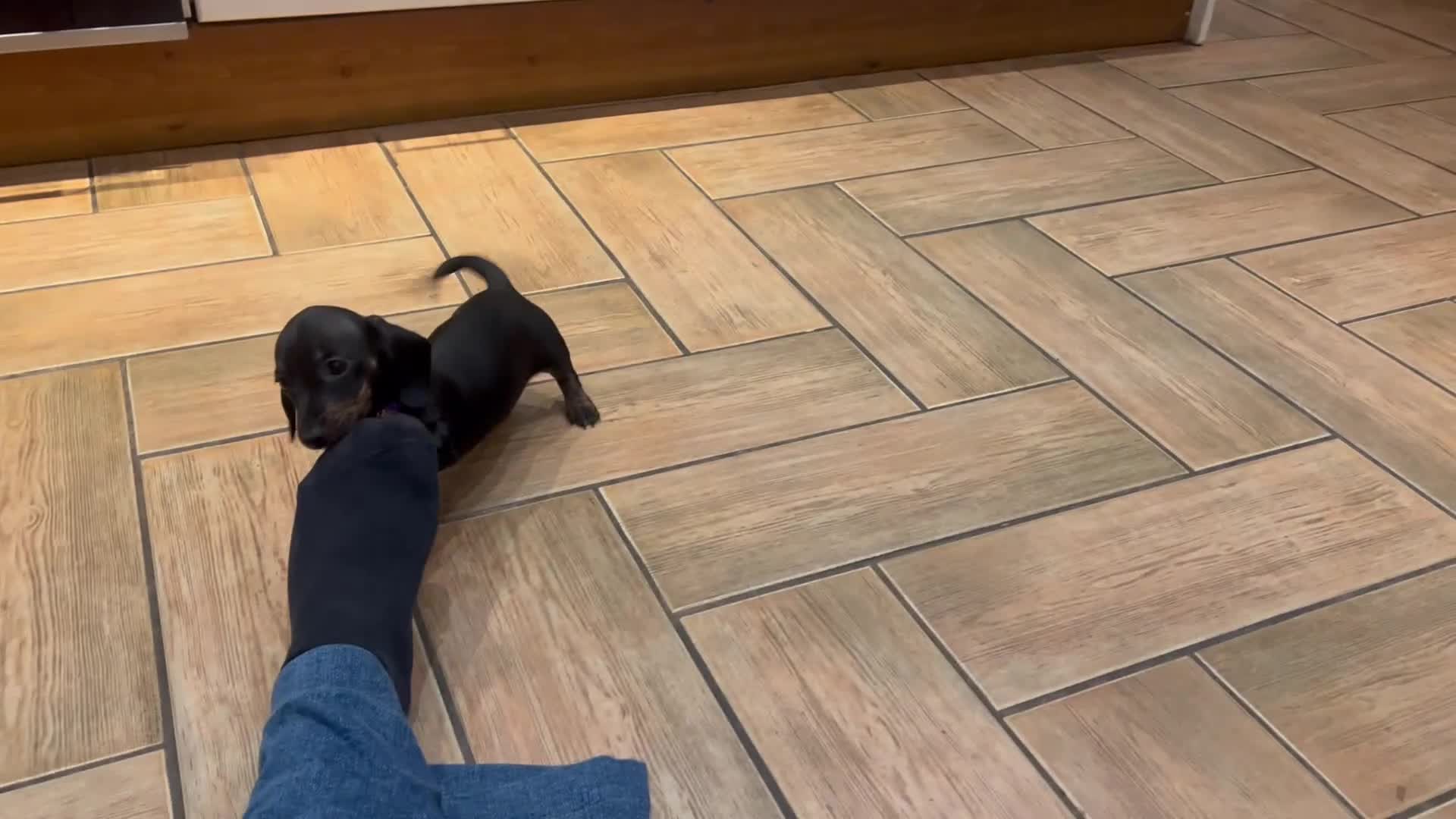 Miniature Dachshund dogs for sale: Smooth haired miniature dachshund - Video 1