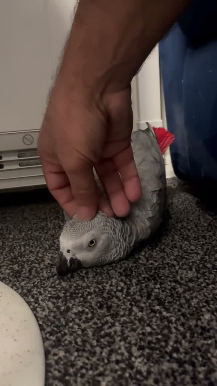 Parrots birds for sale: Tame Red factor African grey  - Video 2