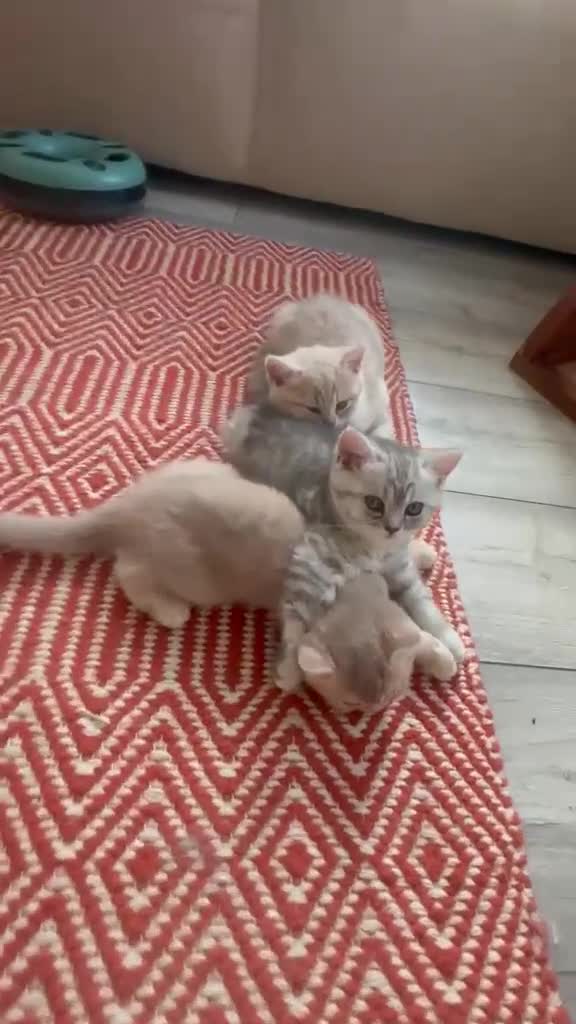 British Shorthair cats for sale: ​Rare Female BSH Kittens: Pedigree Parents Only  - Video 5