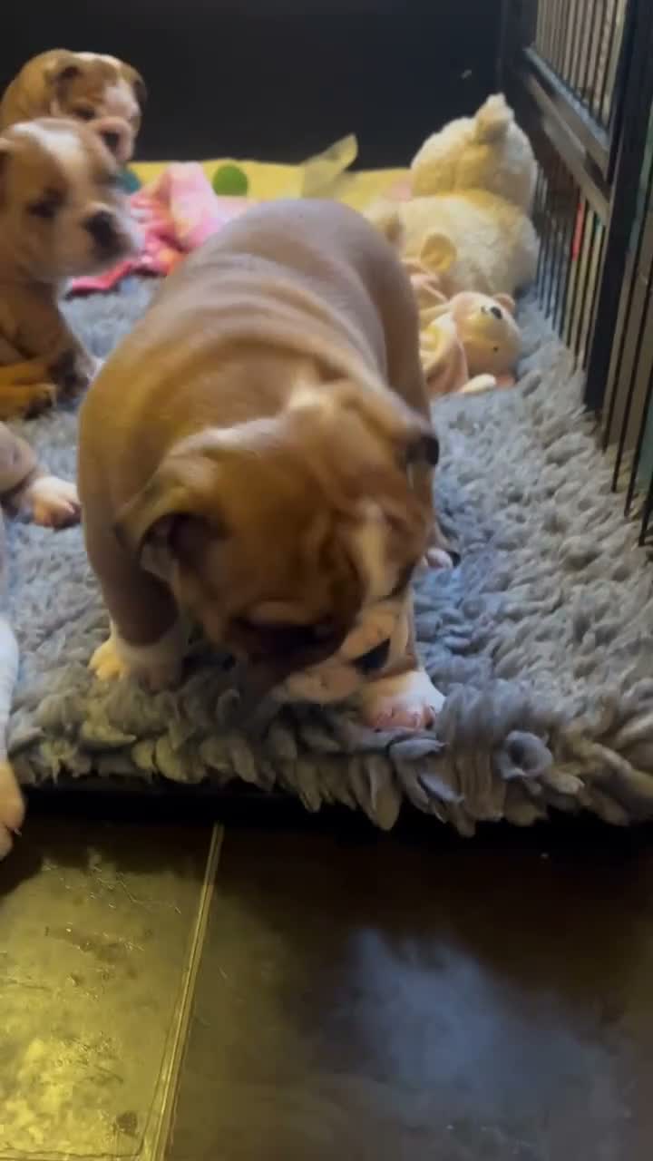 English Bulldog dogs for sale: KC registered Red and White chunky puppies  - Video 1