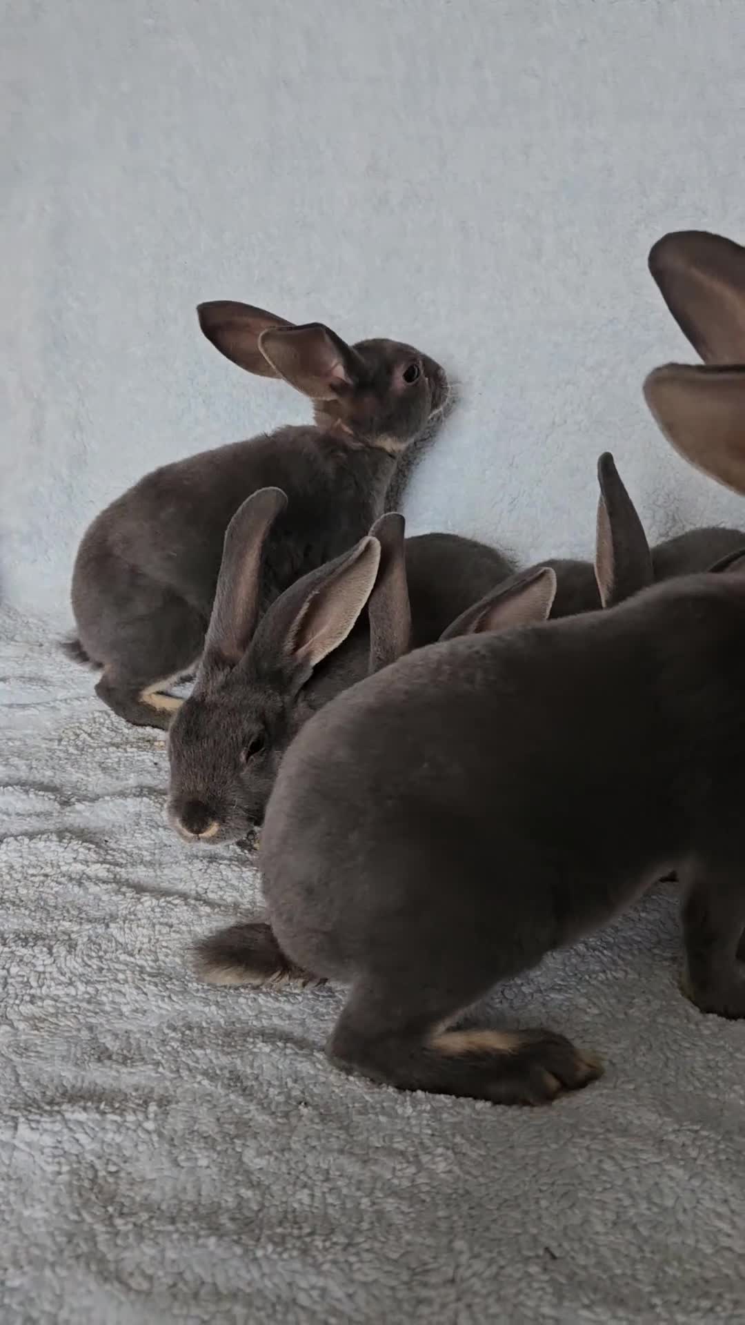 Rex rabbits for sale: Blue and Broken Butterfly Mini Rexes - Video 2