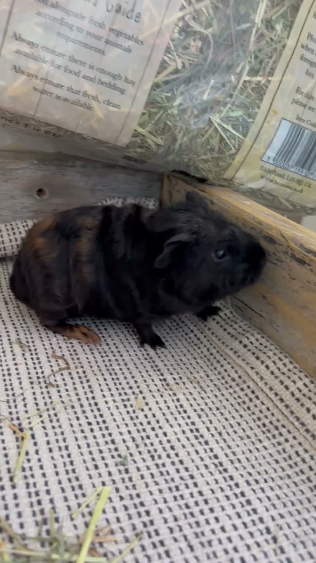 Guinea Pig rodents for sale: Baby Guinea Pigs  - Video 1