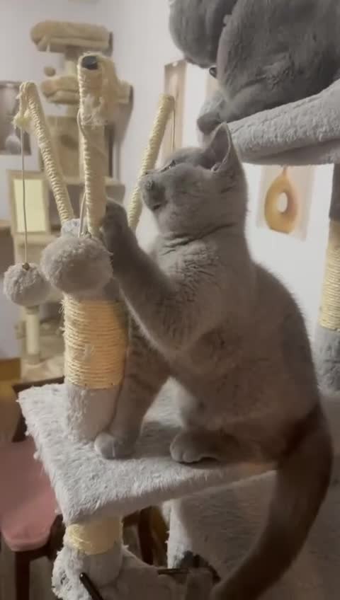 British Shorthair cats for sale: Exceptional British Shorthair – GCCF Champion Line - Video 1