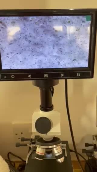 Chihuahua dogs for stud: STUNNING SMOOTH COAT CHIHUAHUA AVAILABLE AT STUD in Grays - Video 1