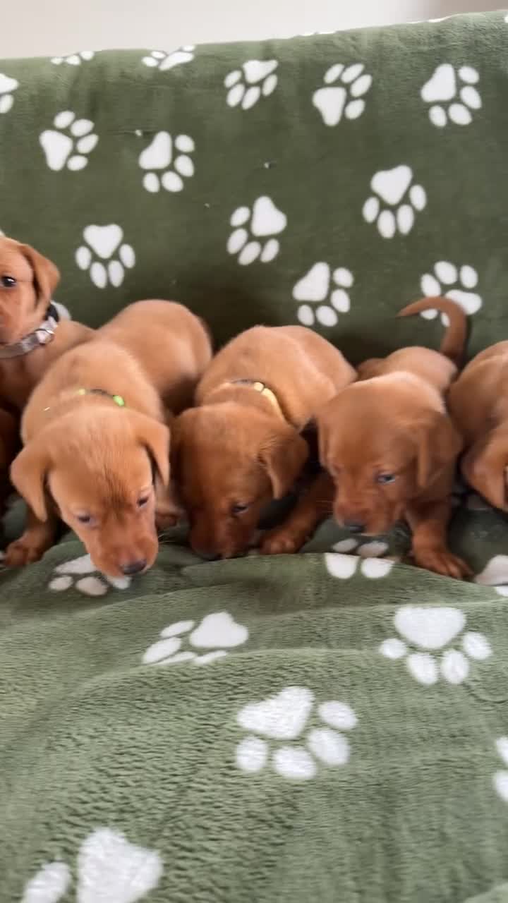 Labrador Retriever dogs for sale: Both parents 0/0 hips and elbow stunning red labs  - Video 1