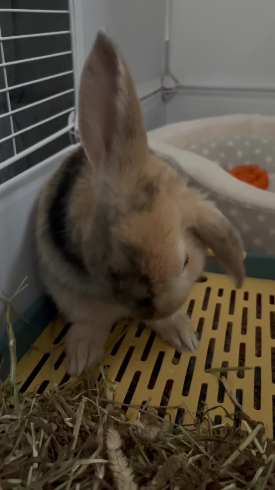 Harlequin rabbits for sale: Beautiful Harlequin Bunny  - Video 1