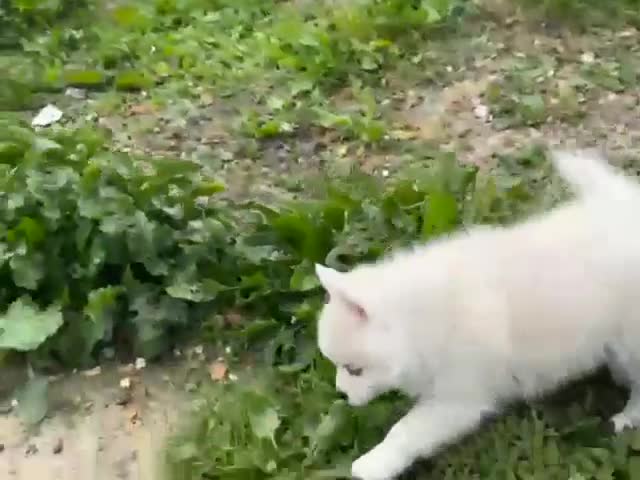 Pomsky dogs for sale: Beautiful Blue-eyed Pomsky Boy in Horsham - Video 1