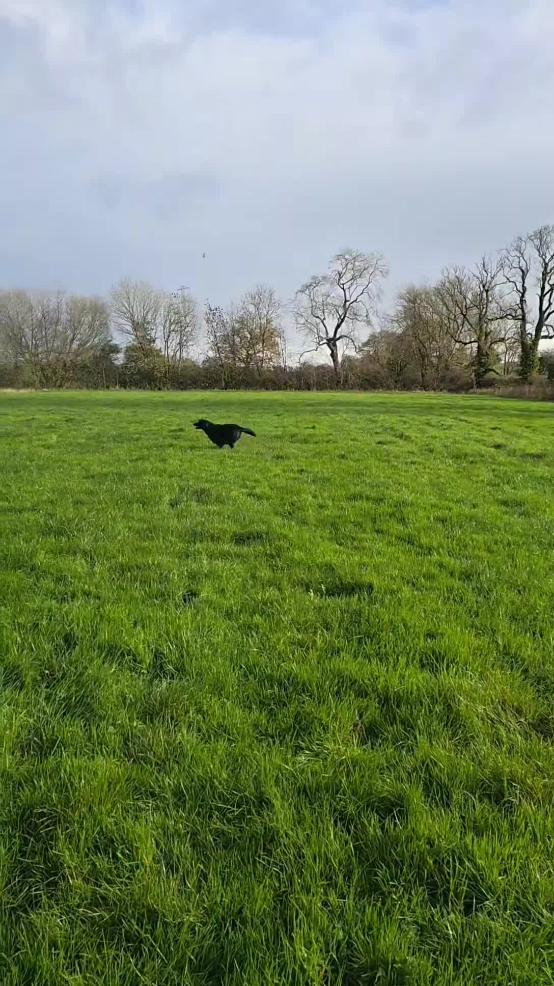 Labrador Retriever dogs for sale: Lovable and playful 12 Month Old Labrador Dog  - Video 1