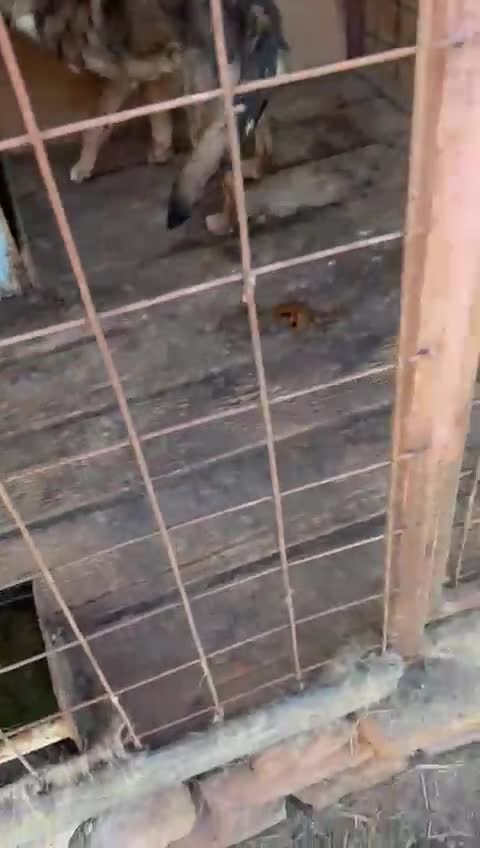 Mixed Breed dogs for adoption: OLLIE2 - a Lovely young Boy, for a Loving Home - Video 1