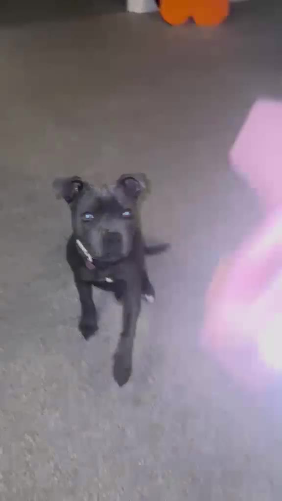Staffordshire Bull Terrier dogs for sale: Beautiful Blue Staffordshire Girl Puppy in Bristol - Video 1