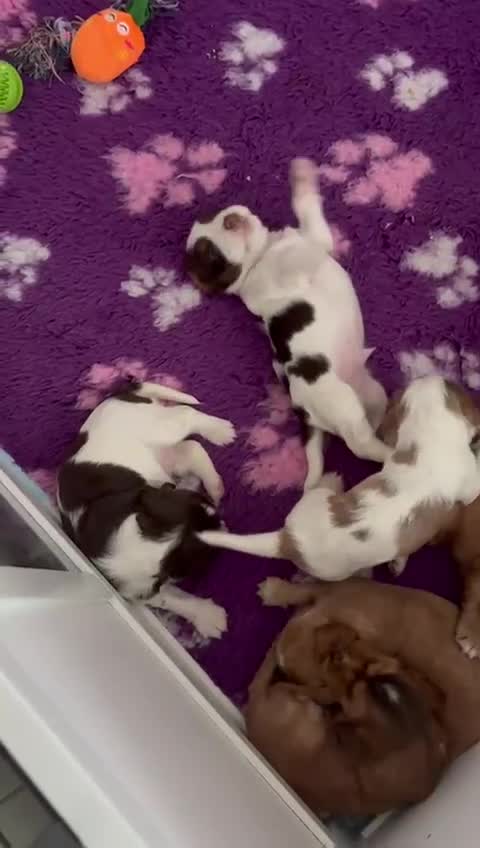 Cocker Spaniel dogs for sale: KC reg Cocker Spaniel Puppies, council licensed  - Video 1