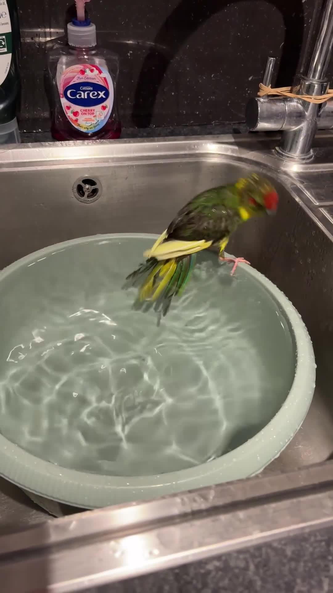 Parakeets birds for sale: Kakariki girl with cage  - Video 2