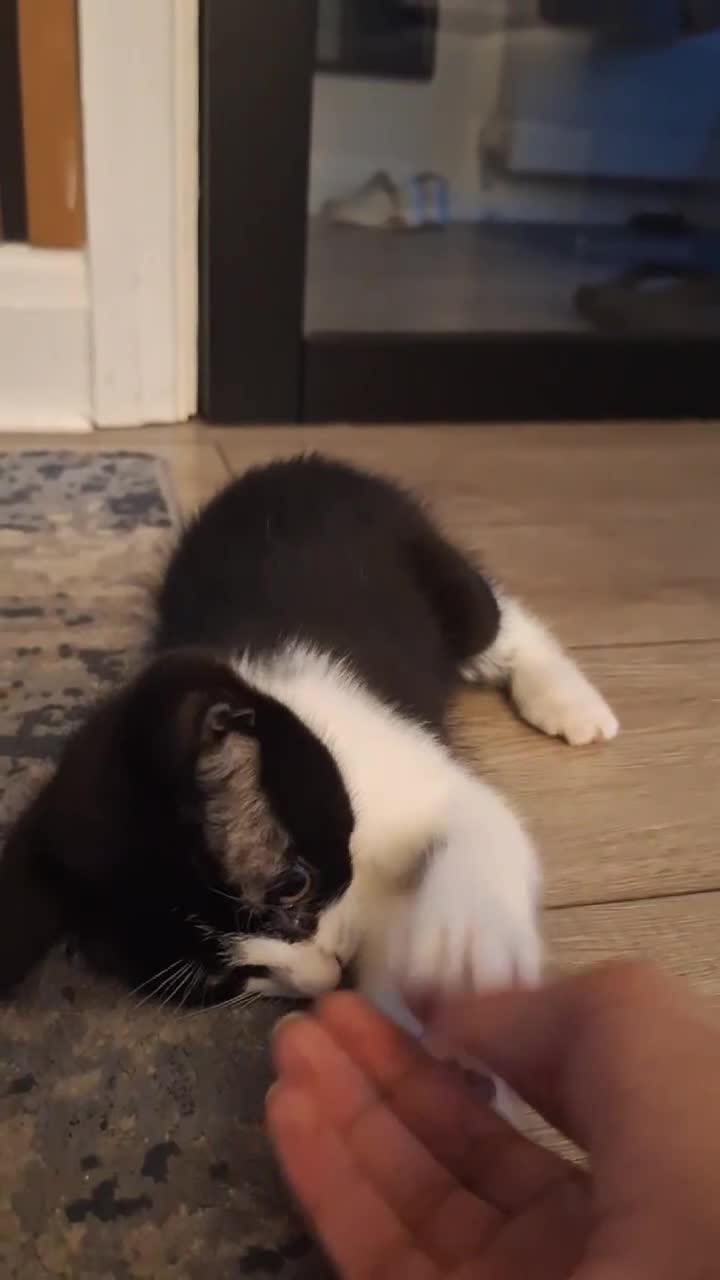 Mixed Breed cats for sale: Adorable Tuxedo Kittens available to Forever homes - Video 1