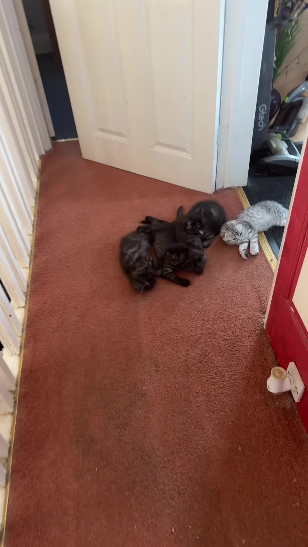 Scottish Fold cats for sale: 5 Full Pedigree Scottish Fold/Straight Kitens - Video 1