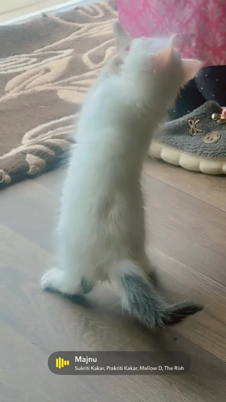 Mixed Breed cats for sale: Male white kitten  - Video 1